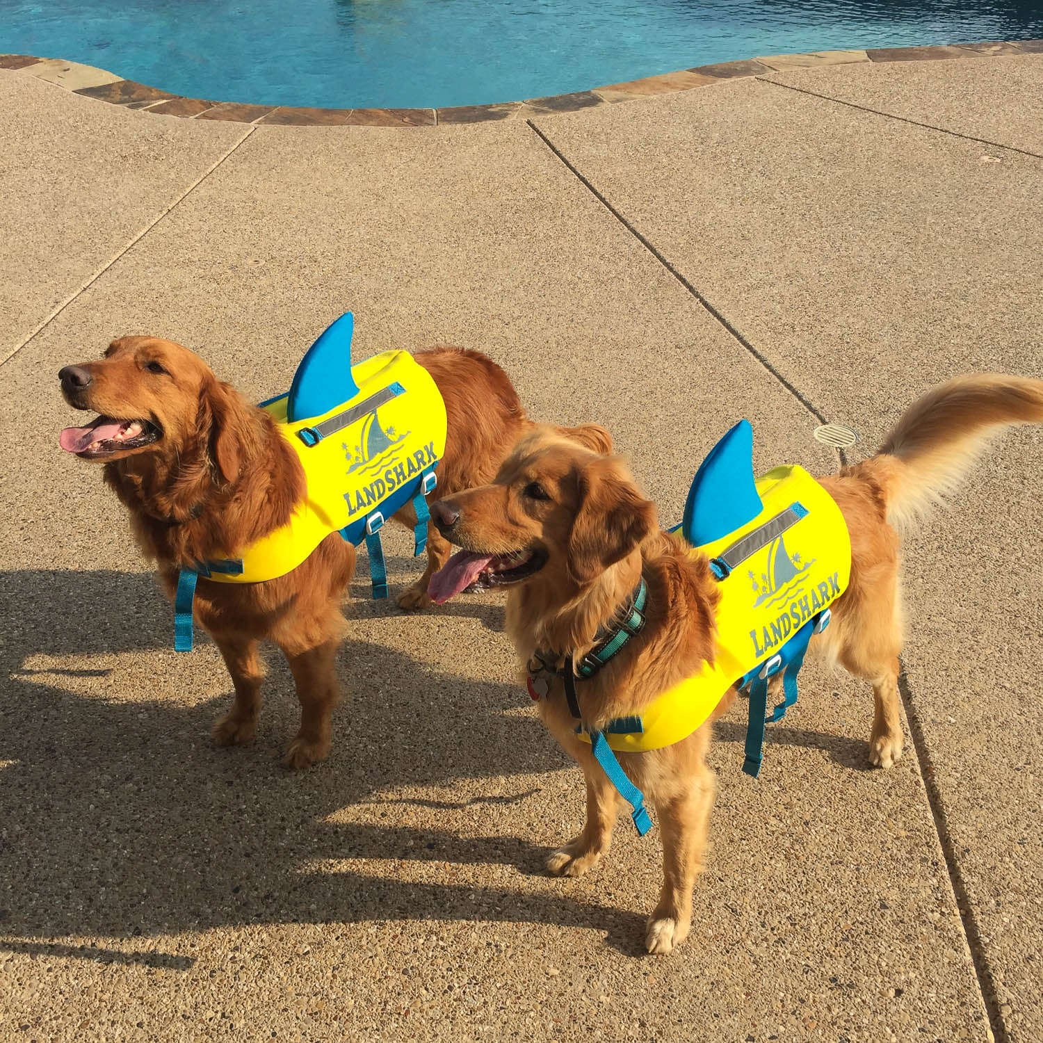 Golden Retriever Life Vest For Dog Dog Lifejackets SUP – Surfdog